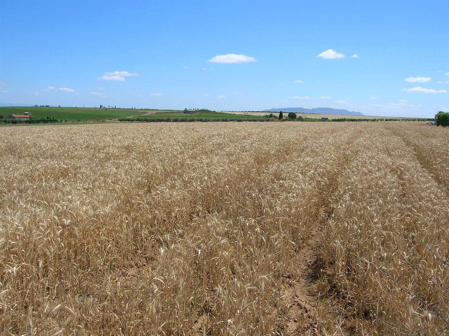 Terreno en venta en Badajoz