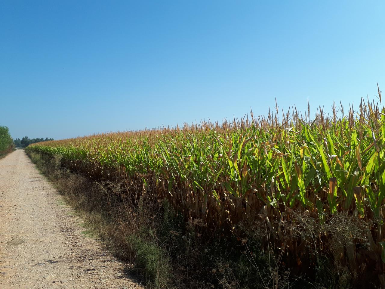 Terreno en venta en Badajoz