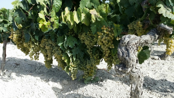 Terreno en venta en Cádiz