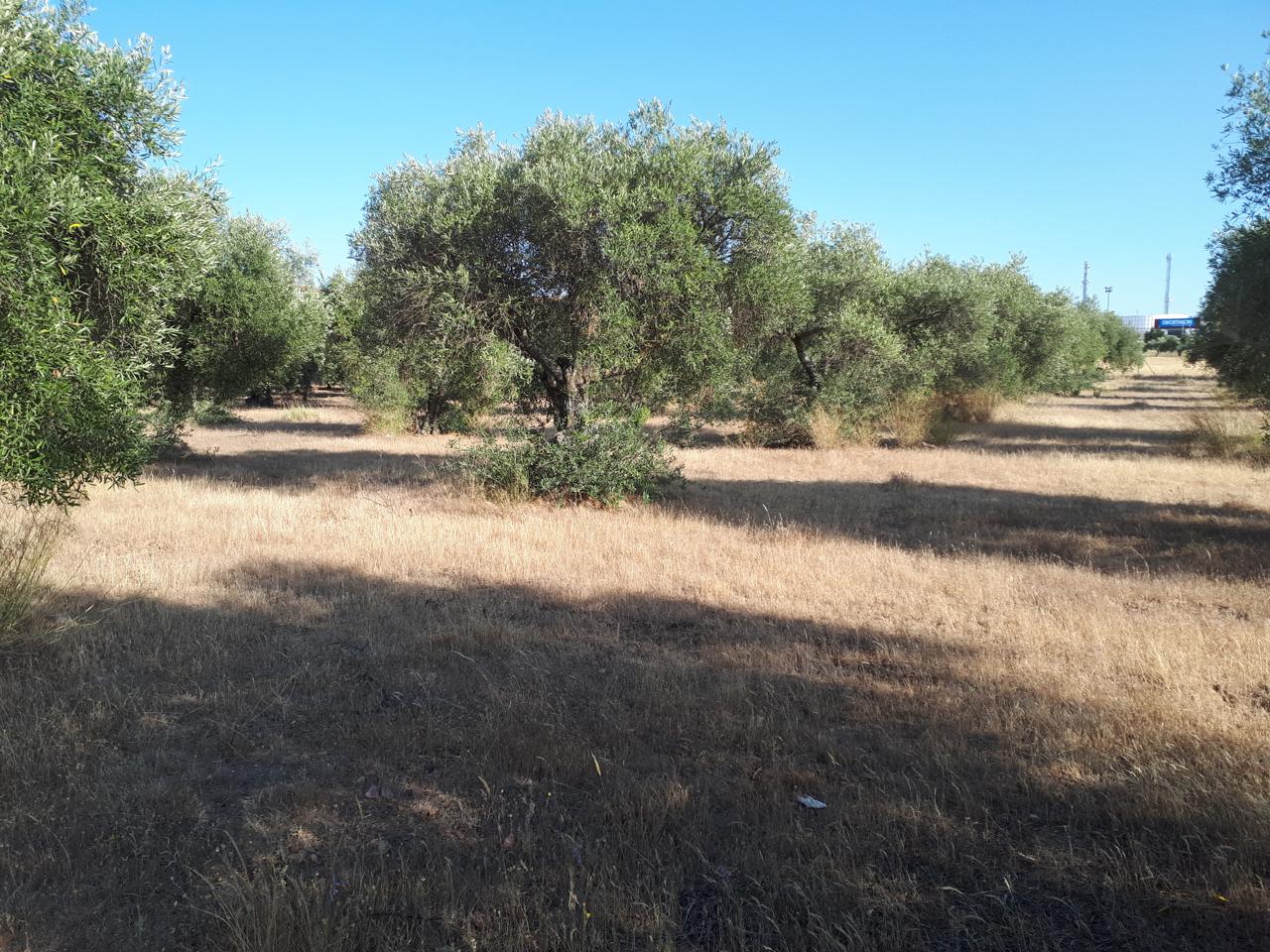 Terreno en venta en Badajoz