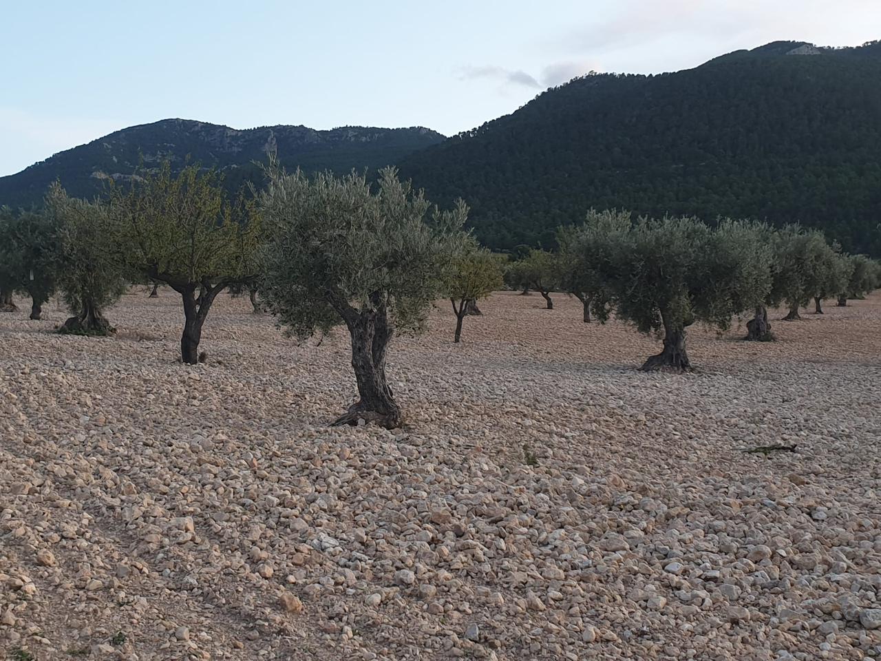 Terreno en venta en Murcia
