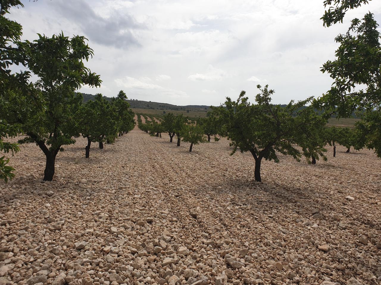 Terreno en venta en Murcia