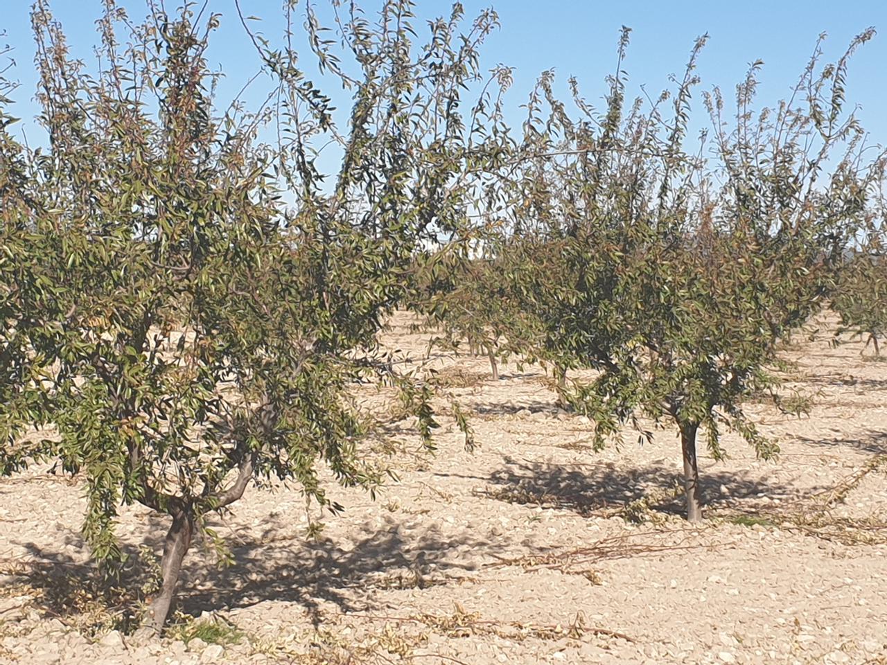 Terreno en venta en Murcia
