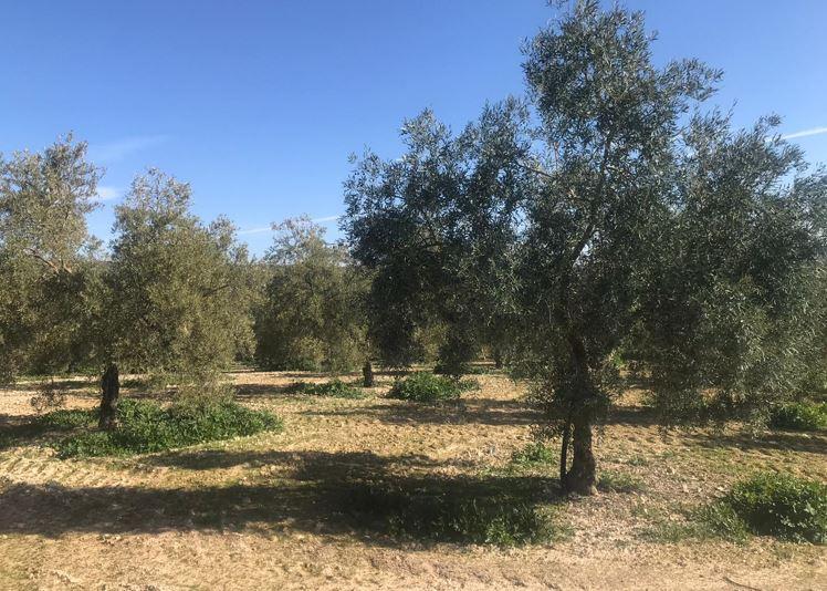 foto de TERRENO EN ALAMEDA, ANTEQUERA.