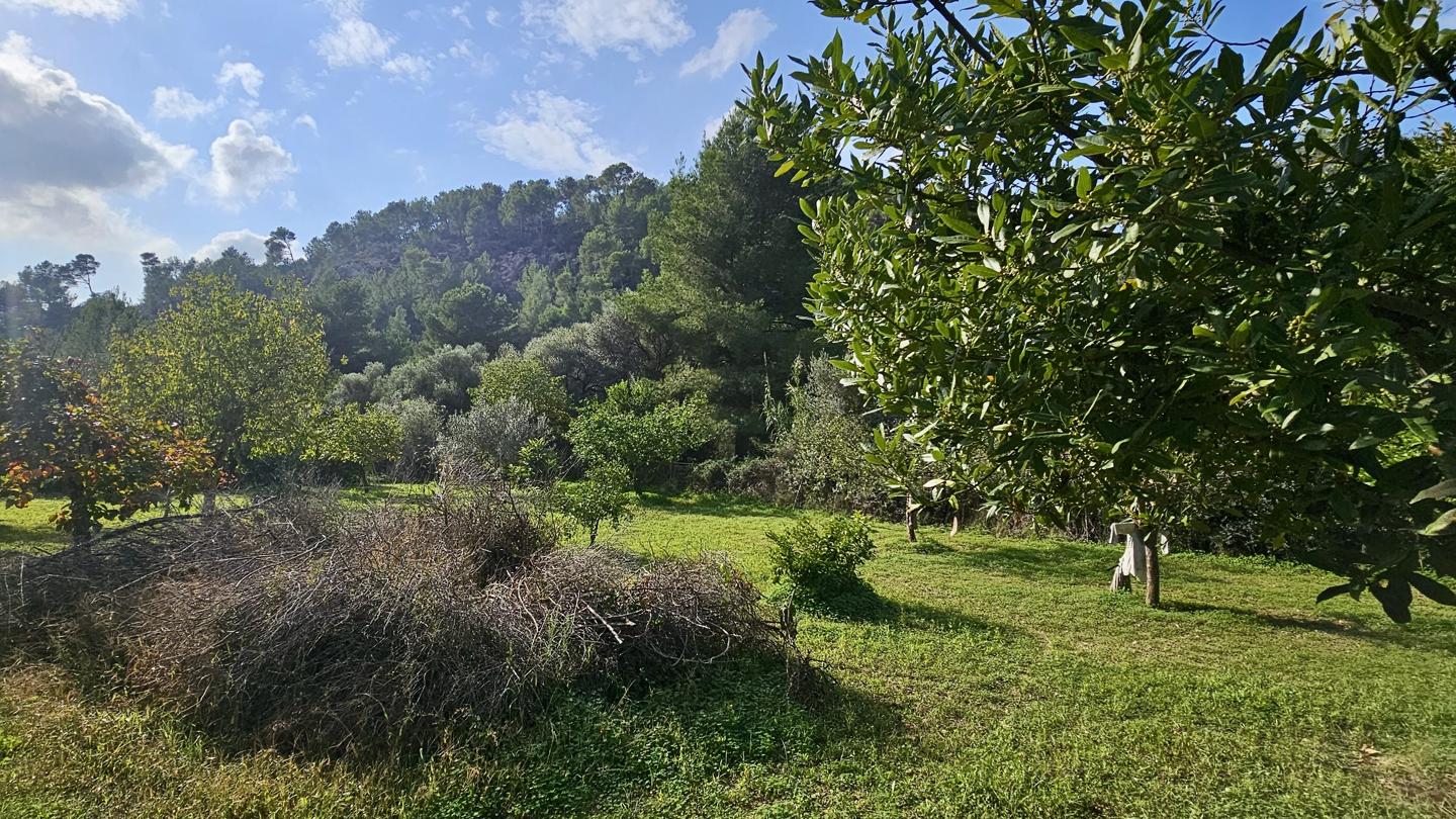 Terrenos con edificación, árboles frutales y noria centenaria en S'Arracó — S'Arracó — Foto 10