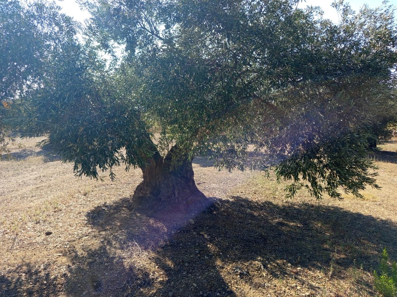 Terreno en venta en Girona