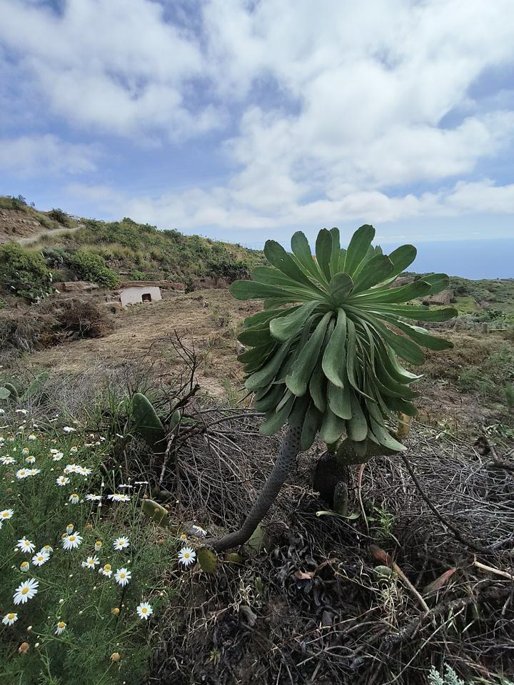 Terreno en Camino Arrastradero, El Escobonal, Santa Cruz de Tenerife de 2493 m2