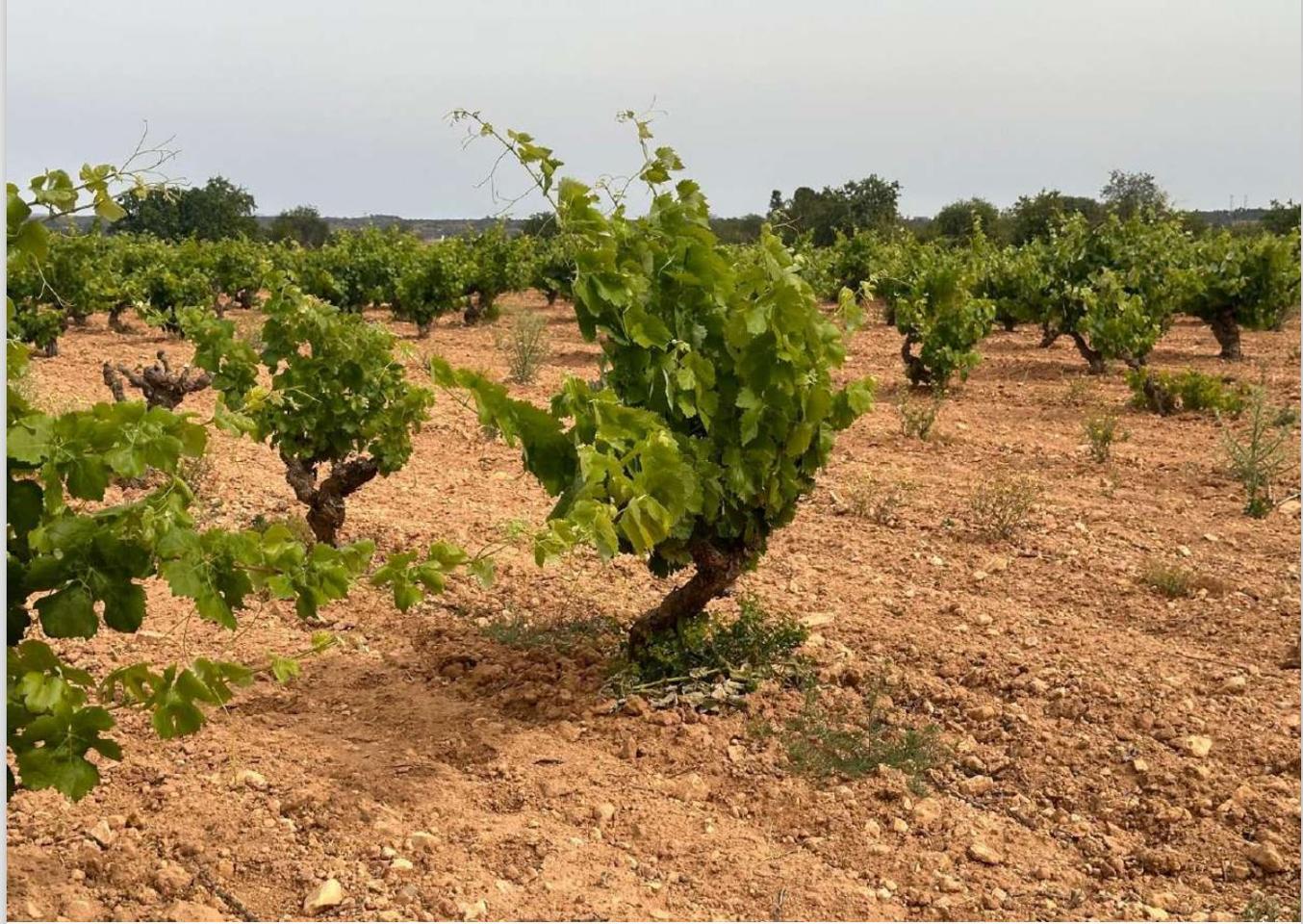 Terreno en venta en Valencia