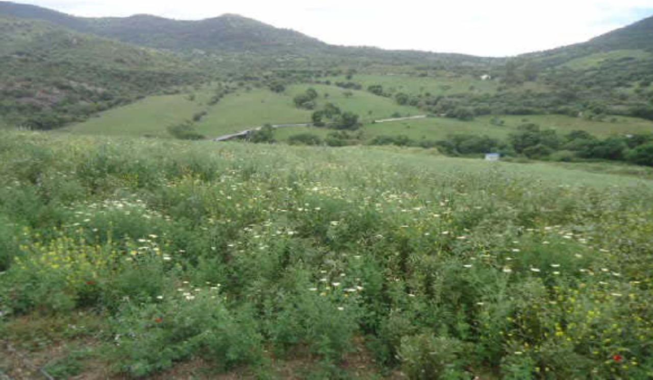 foto de TERRENO URBANO NO CONSOLIDADO EN CORTES DE LA FRONTERA