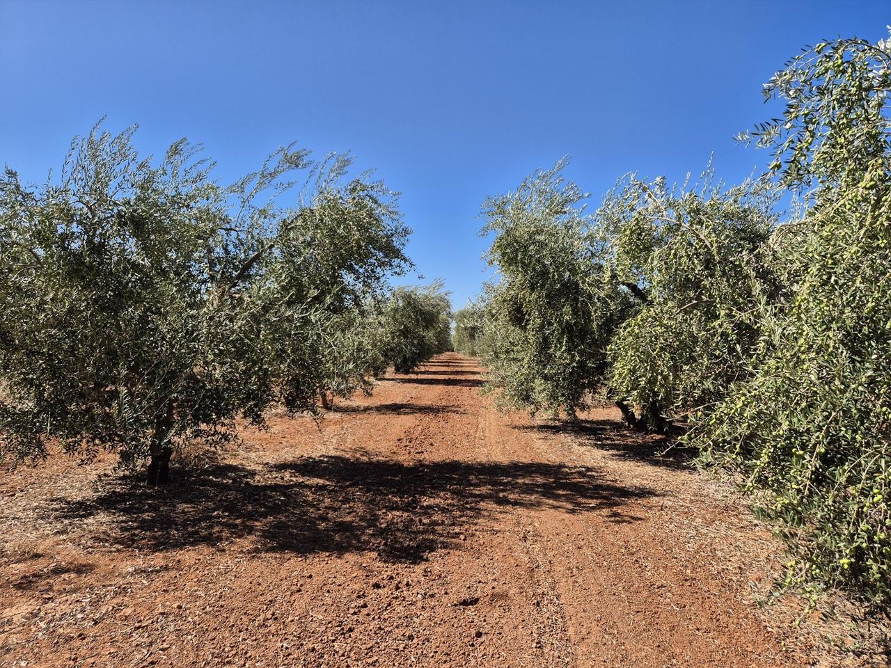 Terreno en Paraje Bilbao, Pol.20, Par.52,53,54,257 1, La Puebla de Cazalla, Sevilla de 36000 m2