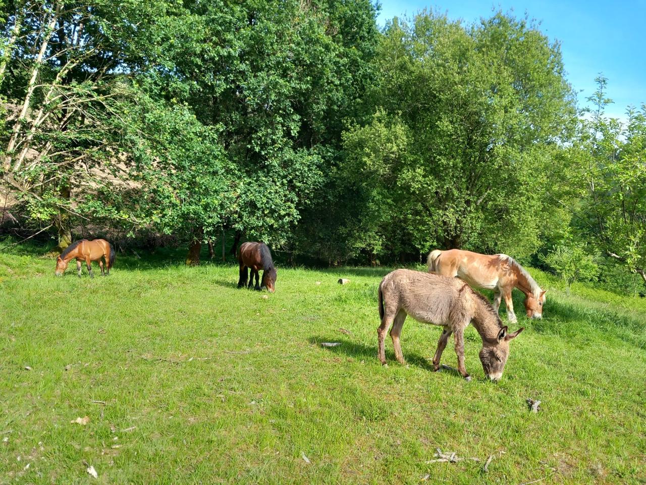 terreno en iurreta · san-marko-auzoa-48215 190000€