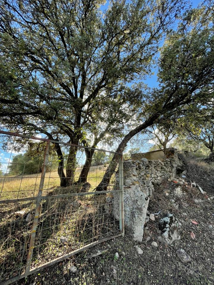 Terreno en EL BUÑUELO, Oliva de Plasencia, Cáceres de 10000 m2